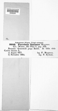 Puccinia limosae image